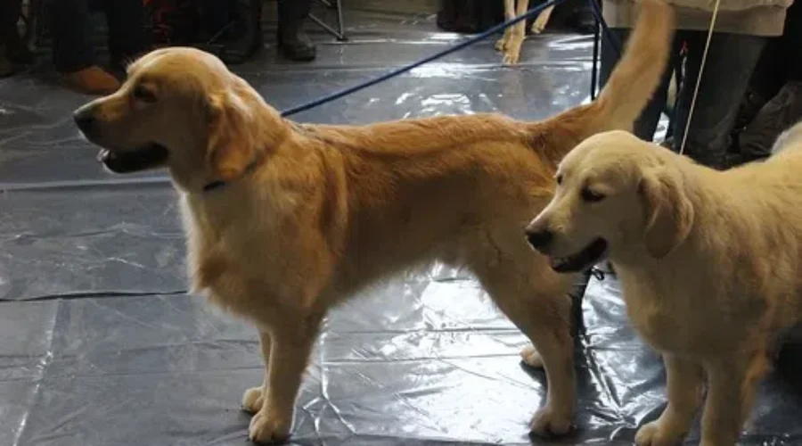 Some Good News As We “Go To The Dogs” For Help