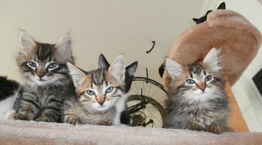 Shaid Tree Animal Shelter, “Christmas Kitty Cam” Happens TODAY!