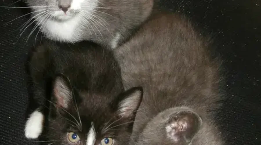 Get Ready For A Whole Lot More Cuteness. Shaid Has Kitty Cam #2 Coming Up This Afternoon!!!