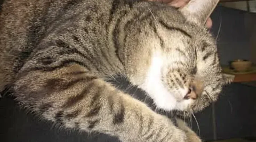 Time To Celebrate Pets. Some Save Lives, Ours Spilled The Beans