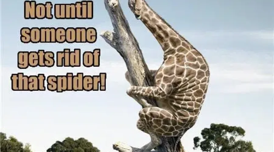 It’s Not A Bird Or A Plane, Just A Parachuting SPIDER!!