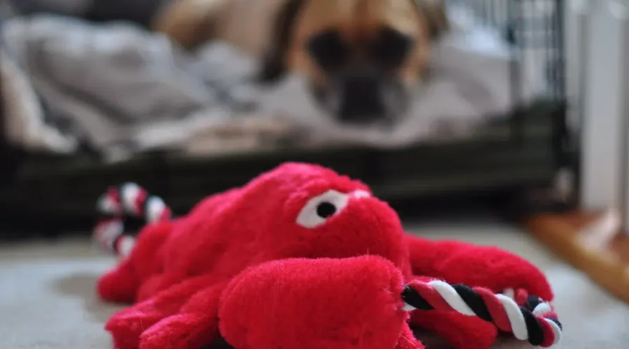 Could The Rodent Be Replaced? Happy Lobster Day??