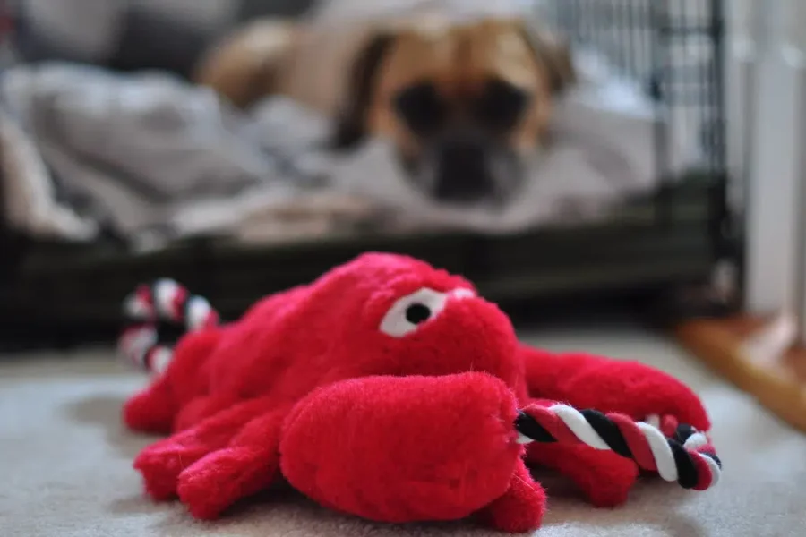 Could The Rodent Be Replaced? Happy Lobster Day??