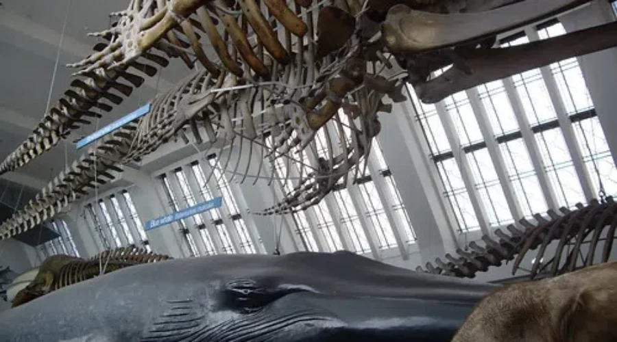 WATCH: Now This is Reality TV. “Whalefall” Shown On Livestream.