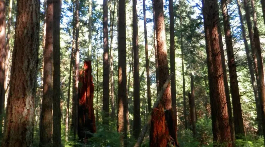 Some BIG Tree News For NS