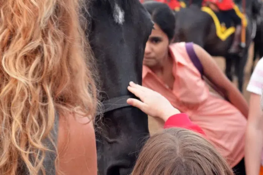 You Could Be Welcoming One Of These Iconic Horses To Your Home!