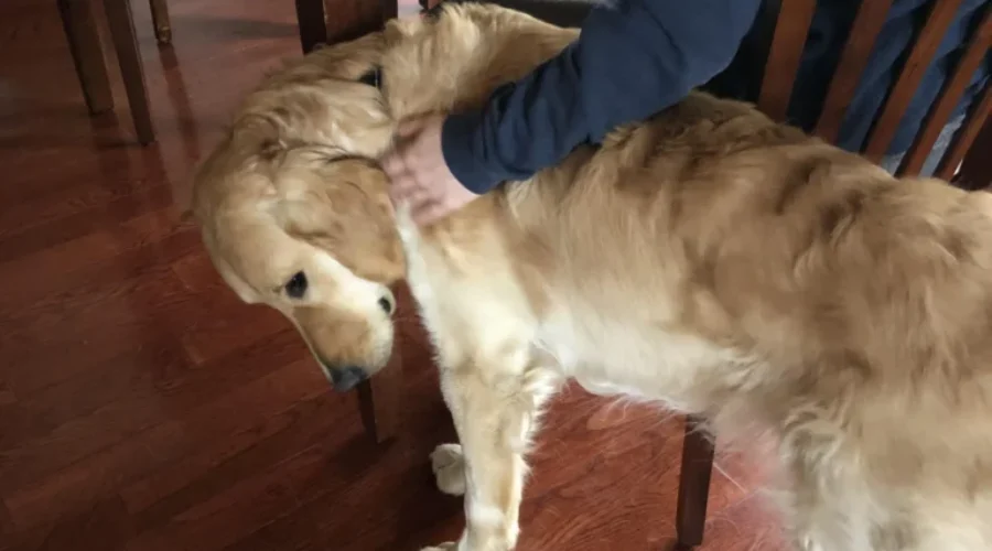 Do You Have “Pet Co-Workers” Right Now?