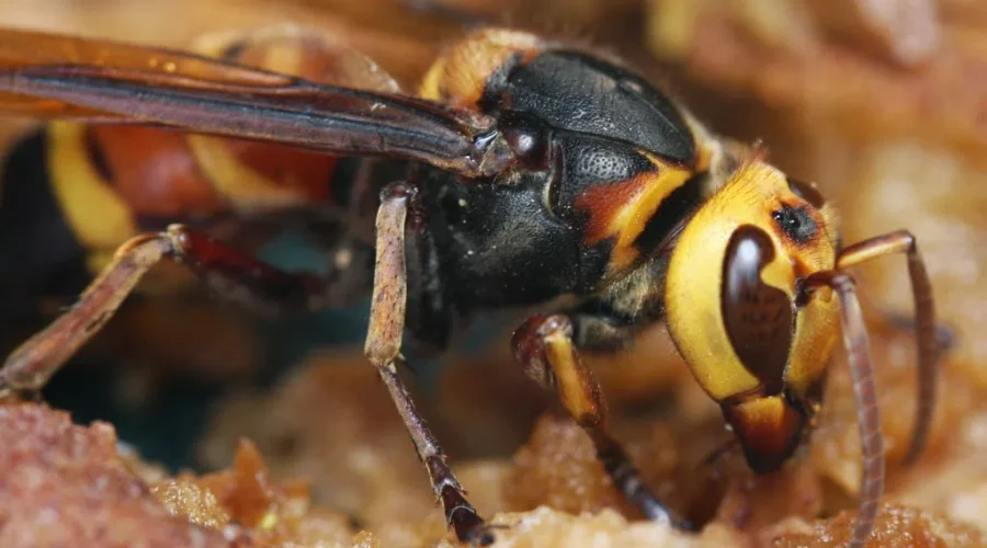 A Big Buzz!! Murder Hornets Come To Canada