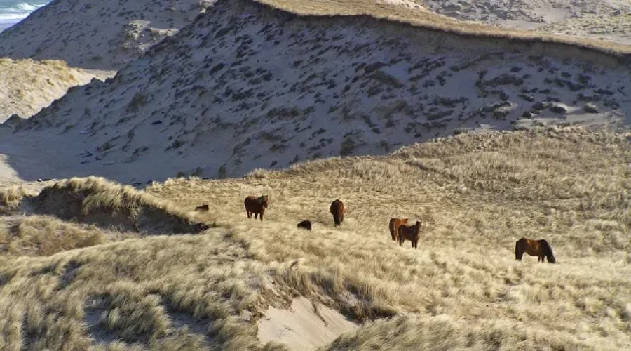Are you an artist? Would you like to spend 2 weeks on Sable Island?