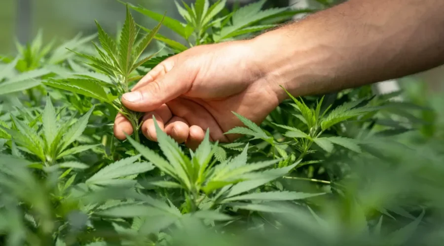 RCMP raid more cannabis shops as crackdown ramps up