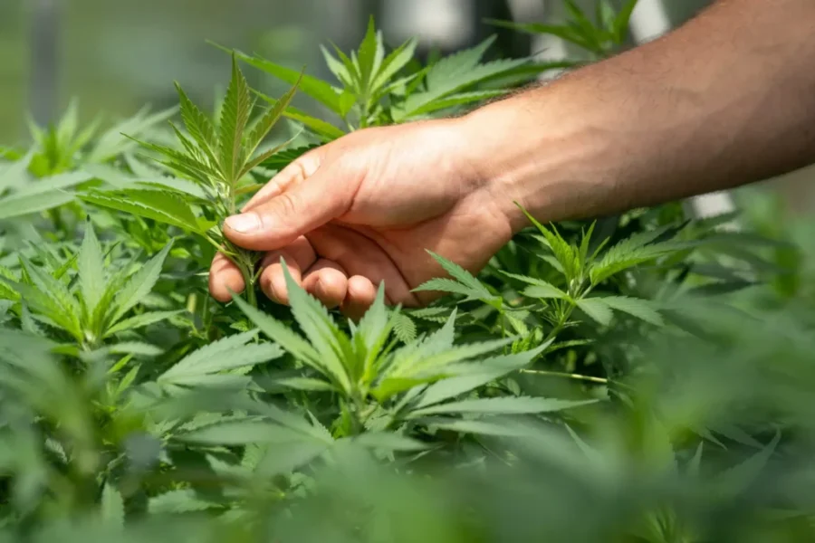 RCMP raid more cannabis shops as crackdown ramps up