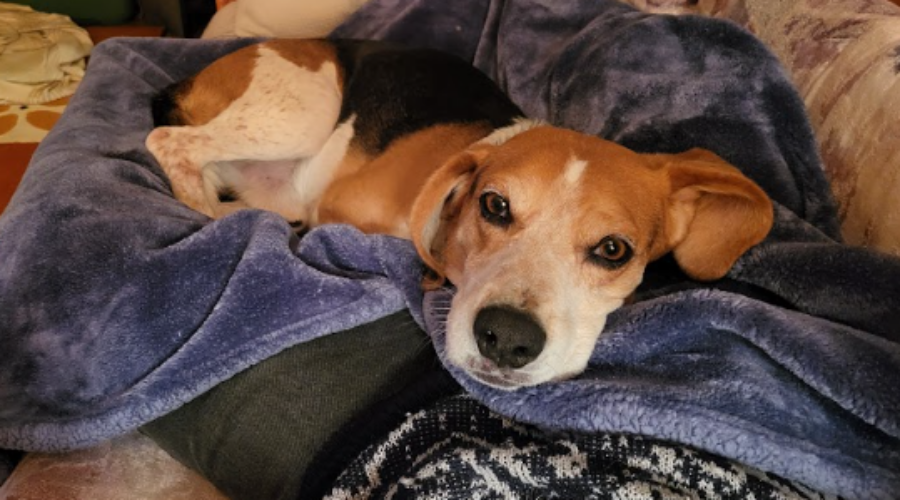 Shaid Tree Animal Shelter Adoptable of the Week: CAPTAIN