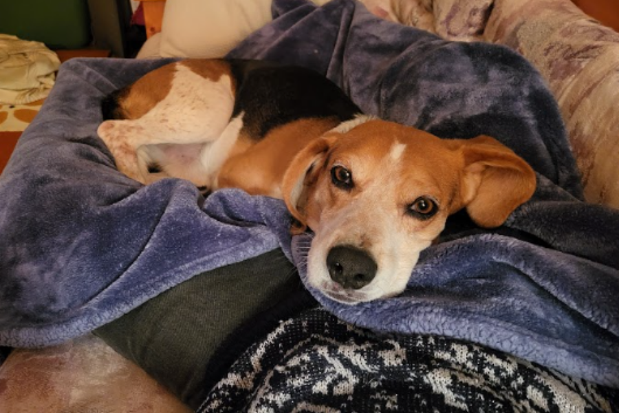 Shaid Tree Animal Shelter Adoptable of the Week: CAPTAIN