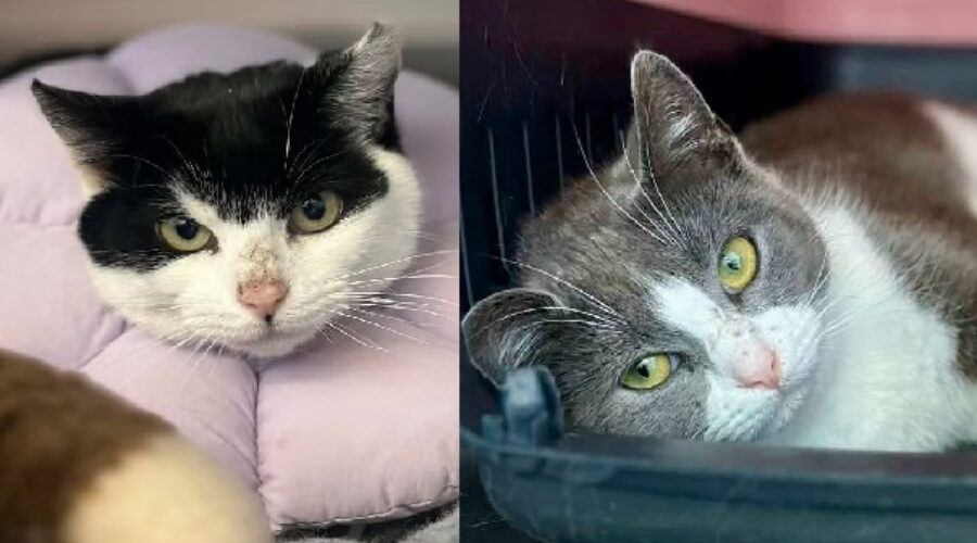 Shaid Tree Animal Shelter Adoptables of the Week: ATTINA and ANDRINA