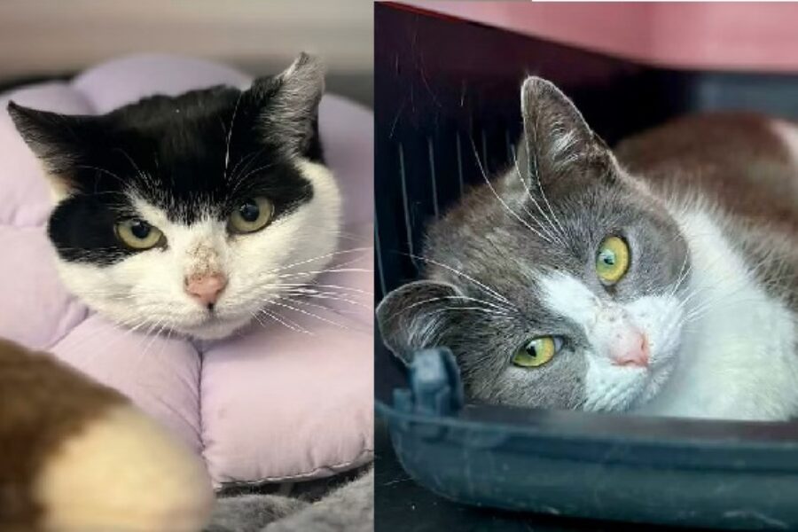 Shaid Tree Animal Shelter Adoptables of the Week: ATTINA and ANDRINA