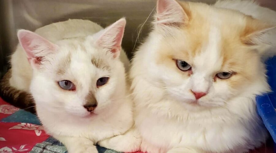Shaid Tree Animal Shelter Adoptables of the Week: QUE & MUKLUK
