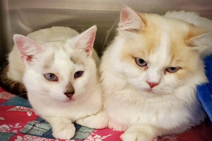 Shaid Tree Animal Shelter Adoptables of the Week: QUE & MUKLUK