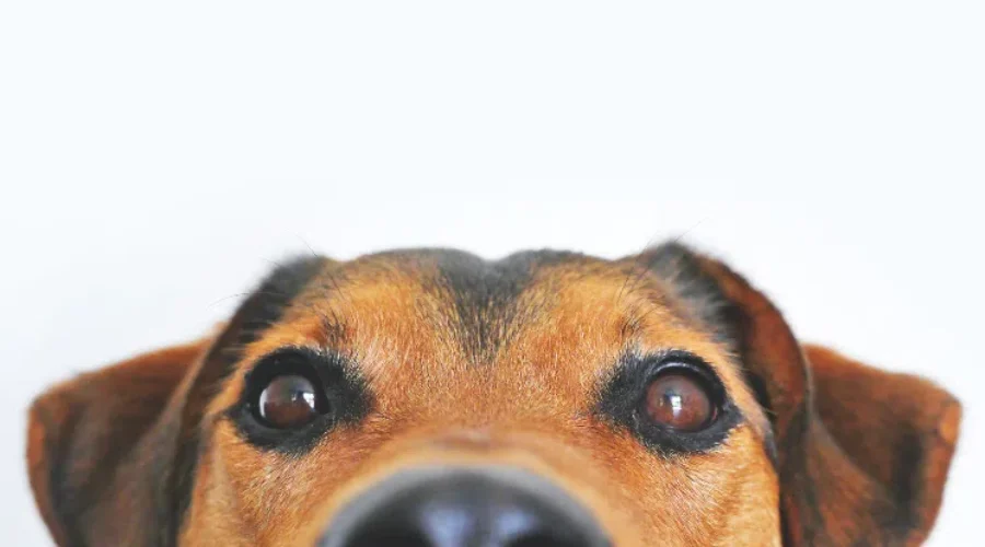 “If the Dog Dies……I’m not watching it!”