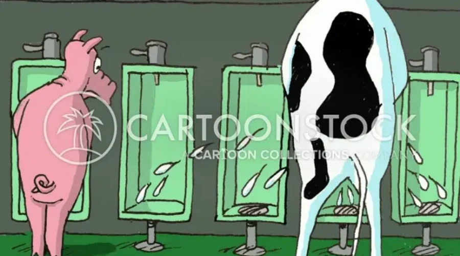 Potty Training Cows??? MooLoo
