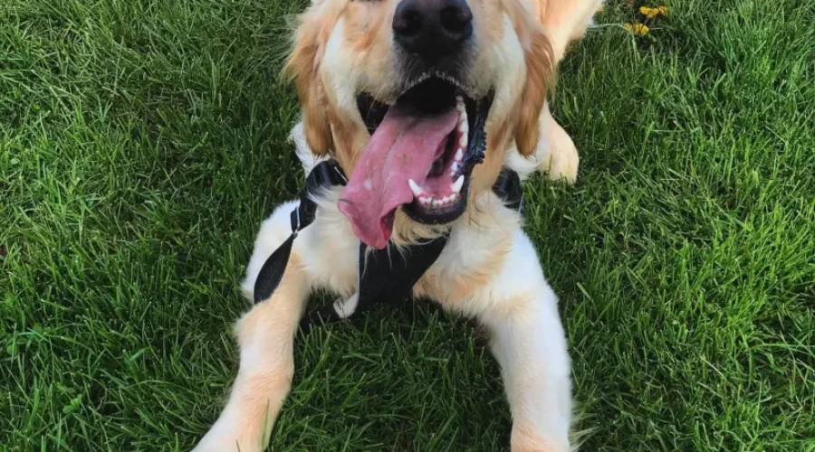 Is Your Dogs Breed Ranked One Of The Top In Canada?