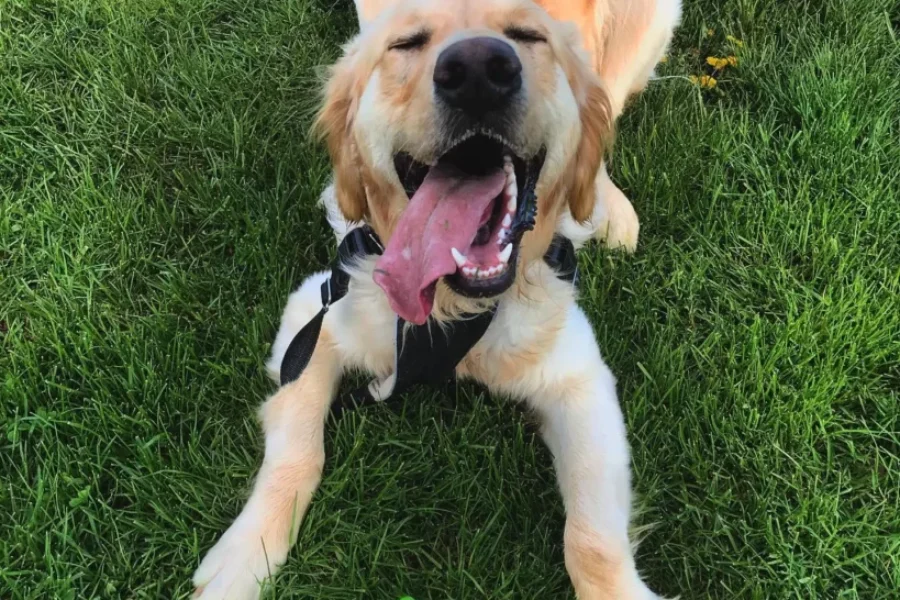 Is Your Dogs Breed Ranked One Of The Top In Canada?