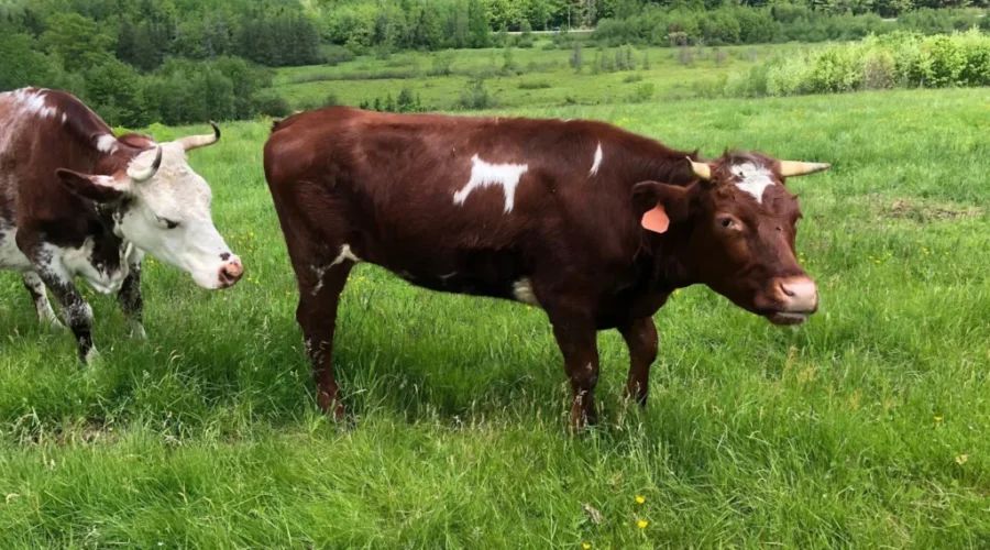 Moo, Oink, Cluck, Baa, The BEST Farm Animal Is??