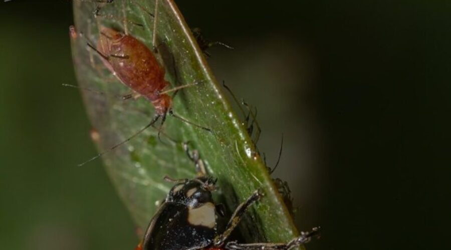 Homeowners vs. beetles: A survival guide