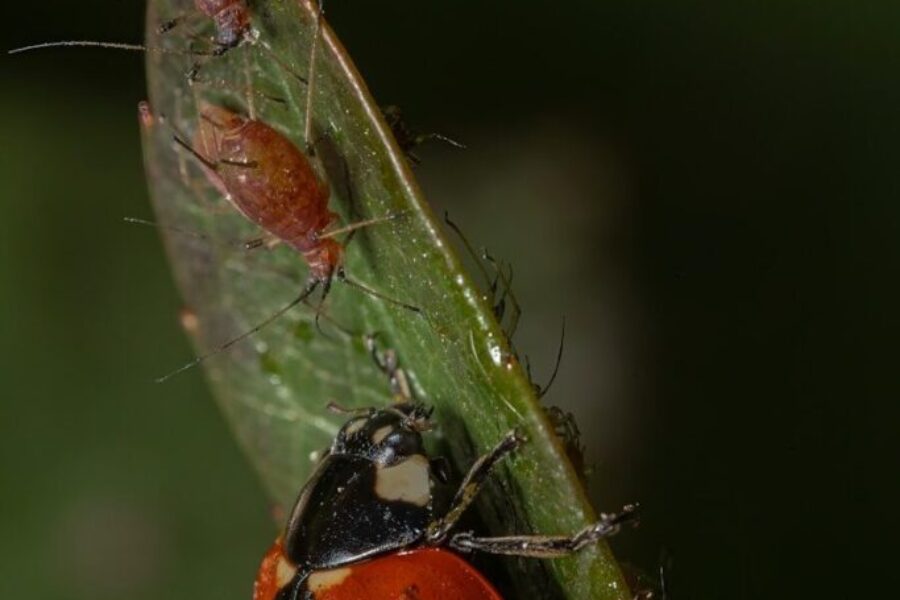 Homeowners vs. beetles: A survival guide