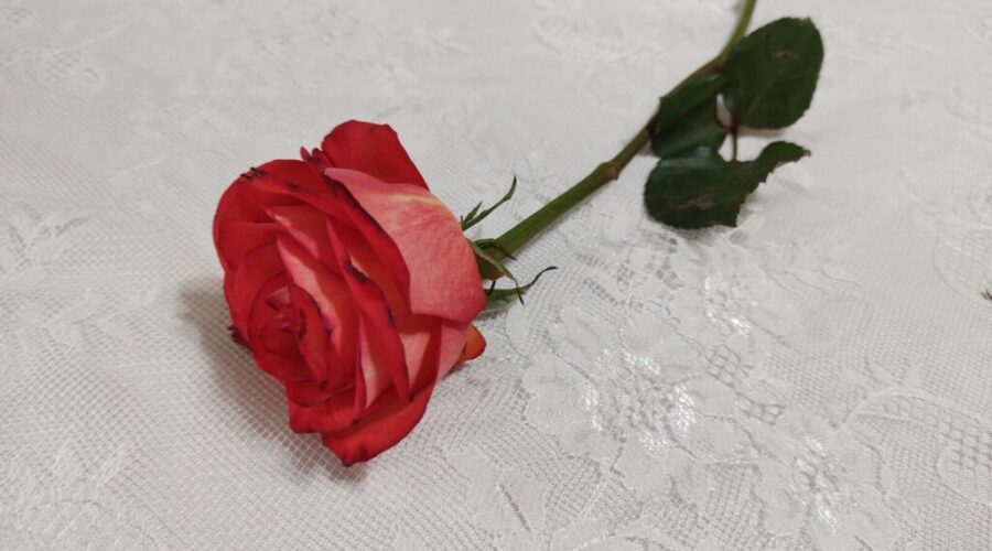 Latest Bachelorette season cancelled