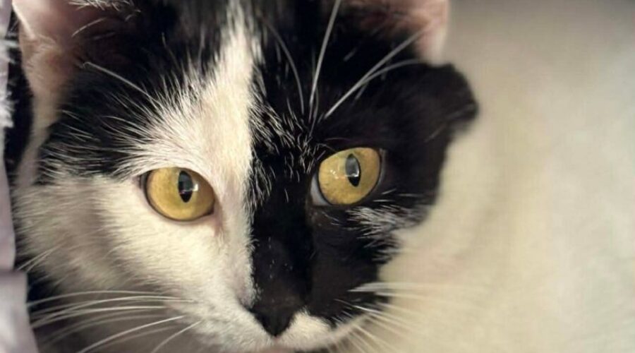 SHAID TREE ANIMAL SHELTER Adoptable of the Week : Solstice