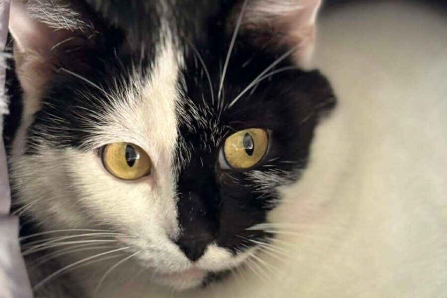 SHAID TREE ANIMAL SHELTER Adoptable of the Week : Solstice