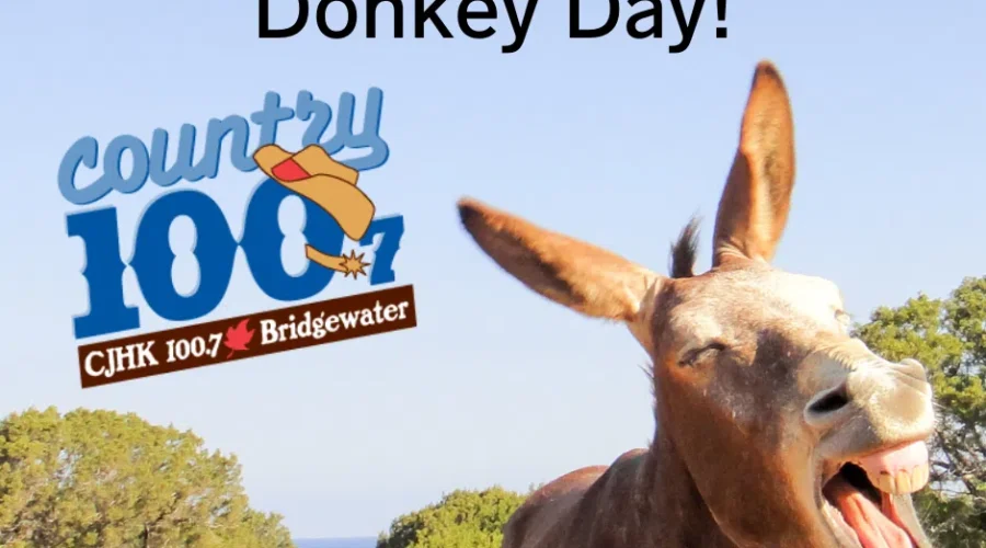 All Your Donkey Questions Answered