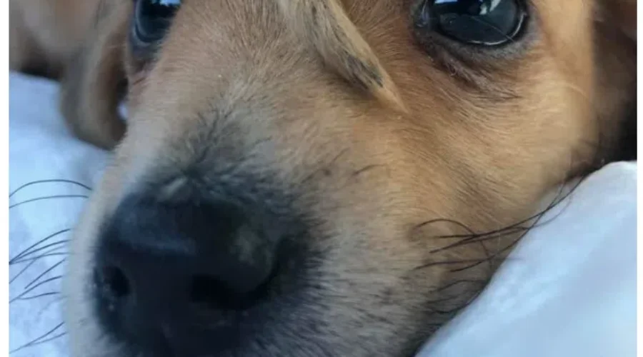 A UNICORN PUPPPY…I Repeat A UNICORN PUPPY Exists!!