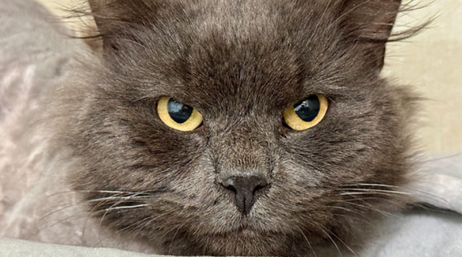 Shaid Tree Animal Shelter Adoptable of the Week: SLATER