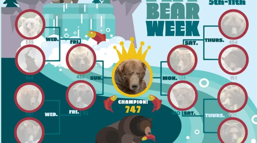 Fat Bear Week SCANDAL! Who Is The Winner?