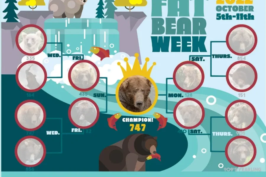 Fat Bear Week SCANDAL! Who Is The Winner?
