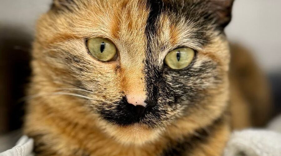 SHAID TREE ANIMAL SHELTER Adoptable of the Week : Glitter