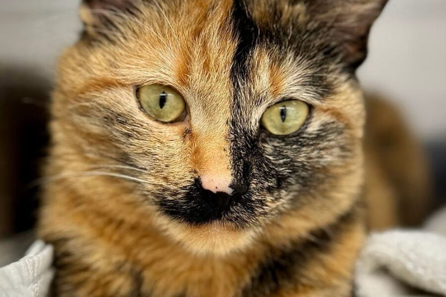 SHAID TREE ANIMAL SHELTER Adoptable of the Week : Glitter