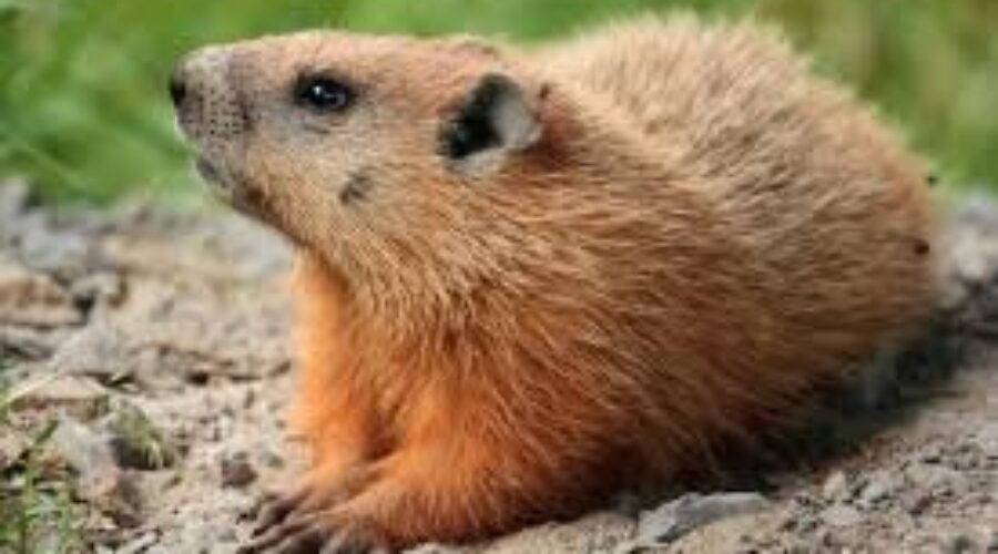 It’s Groundhog Day….but why??