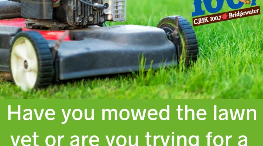 Are You Planning A No Mow May?