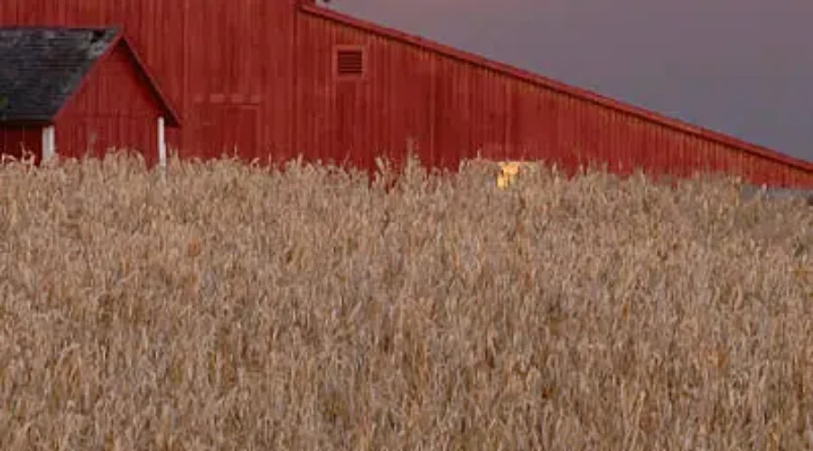 Better Start Digging! The Window For October Potato Harvest Is Closing