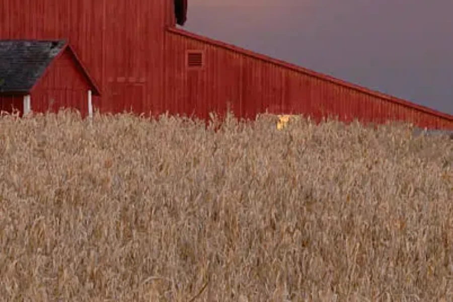Better Start Digging! The Window For October Potato Harvest Is Closing