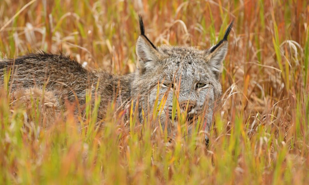 a close up of a cat in a field of tall grass