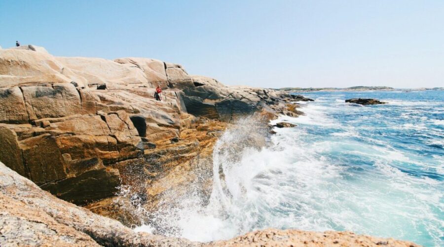The rarest animals to see in Nova Scotia