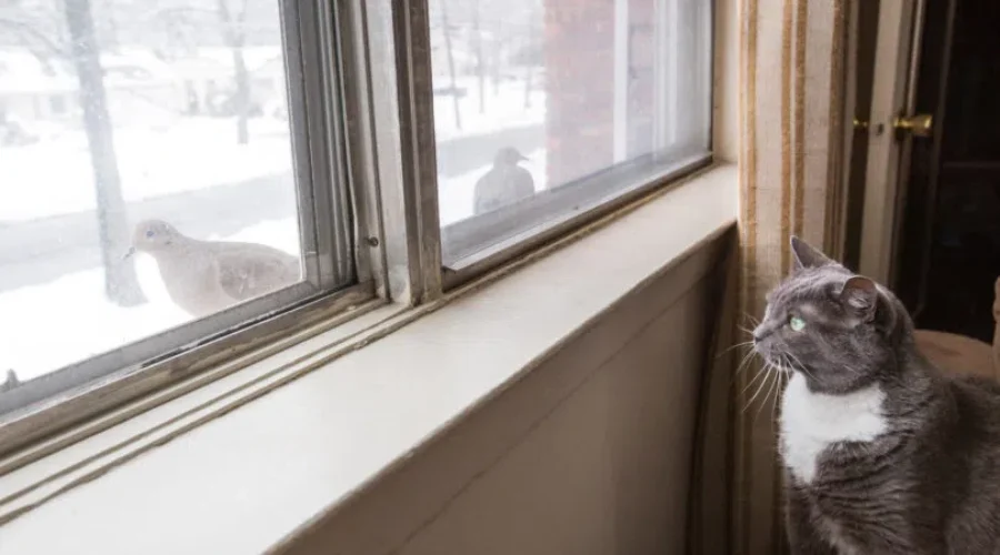 Greetings And Leavings, What Do You Say To Your Pets?