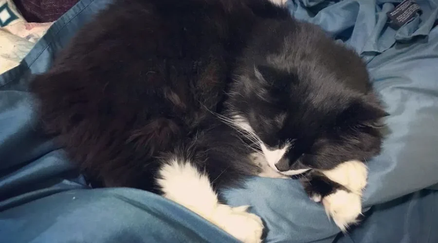 Is Your Cat Kind Of A Jerk Sometimes?