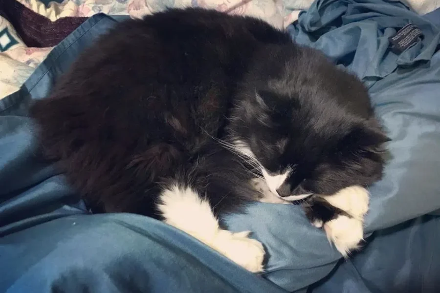 Is Your Cat Kind Of A Jerk Sometimes?