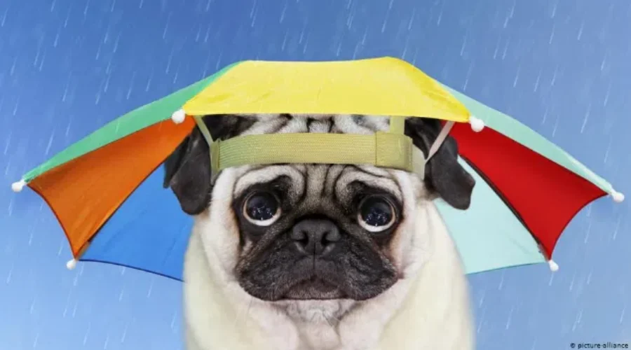 Puppy Dog Eyes…Are Totally A Thing!