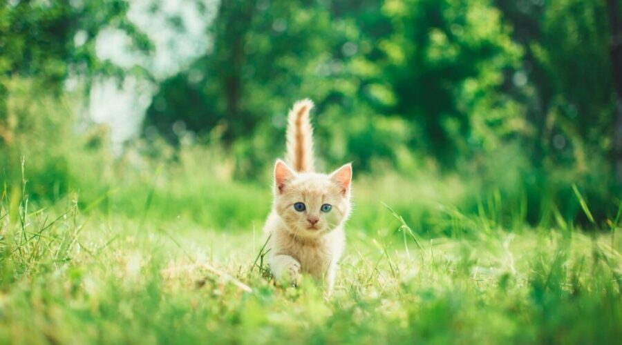 How To Tell If Your Cat Likes You