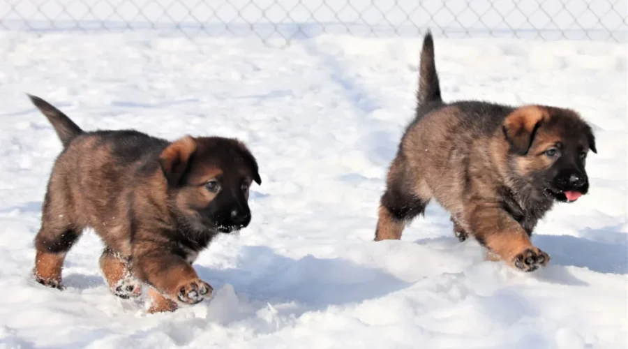 Name The RCMP Puppies!! Here’s How!!